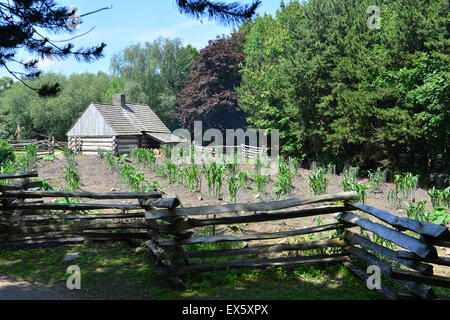 De plus en plus de la culture des légumes dans un sol sec, derrière une cabane, à l'Ulster American Folk Park. Banque D'Images