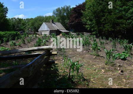 De plus en plus de la culture des légumes dans un sol sec, derrière une cabane, à l'Ulster American Folk Park. Banque D'Images