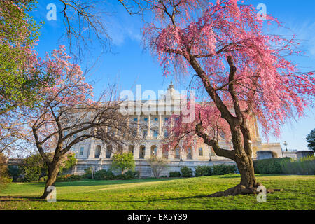 Washington DC Capitol à l'immeuble pendant la saison du printemps. Banque D'Images