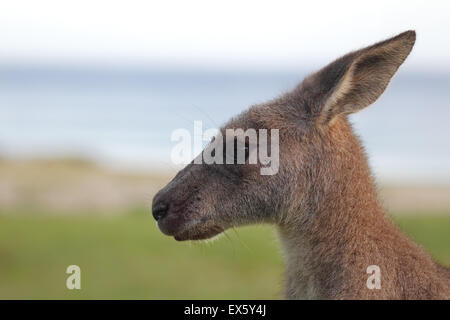 Close up d'un Kangourou gris de l'Est (Macropus giganteus) dans la lumière du soir sur une plage de galets dans le Parc National, Murramarang Banque D'Images