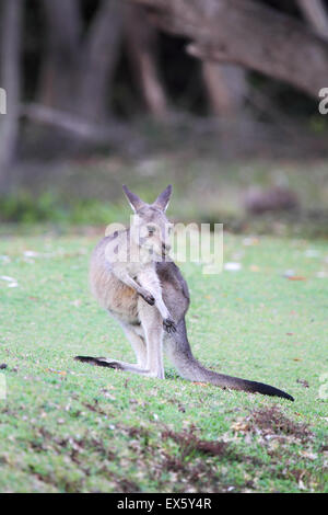 Le kangourou gris (Macropus giganteus) dans la lumière du soir sur une plage de galets dans le Murramarang National Park, en Australie. Banque D'Images