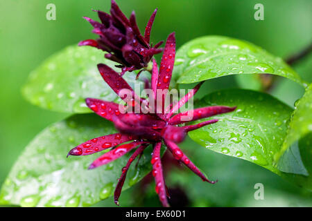 Carolina Sweetshbub, Calycanthus floridus, branche avec fleurs. Gouttes Banque D'Images