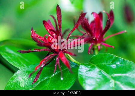 Carolina Sweetshrub, Liriodendron tulipifera, arbustes à fleurs Banque D'Images