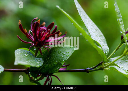 Carolina Sweetshrub, Liriodendron tulipifera, arbustes à fleurs Banque D'Images