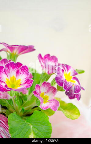 Fleur violette dans un pot sur le tableau blanc, Close up Banque D'Images