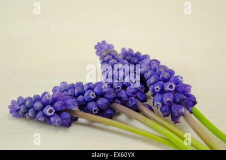 La jacinthe sauvage fleurs fraîches sur une table en bois Banque D'Images