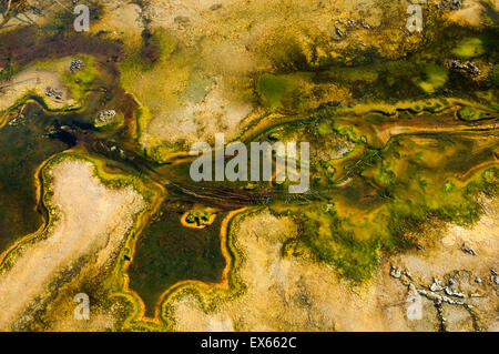 Les algues et les microorganismes thermophiles dans les sources chaudes dans le coin supérieur Geyser Basin dans le Parc National de Yellowstone WY Banque D'Images