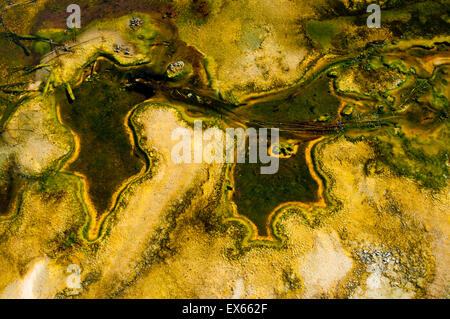 Les algues et les microorganismes thermophiles dans les sources chaudes dans le coin supérieur Geyser Basin dans le Parc National de Yellowstone WY Banque D'Images