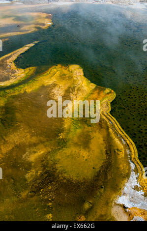 Les algues et les microorganismes thermophiles dans les sources chaudes dans le coin supérieur Geyser Basin dans le Parc National de Yellowstone WY Banque D'Images