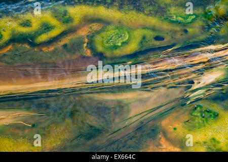 Les algues et les microorganismes thermophiles dans les sources chaudes dans le coin supérieur Geyser Basin dans le Parc National de Yellowstone WY Banque D'Images