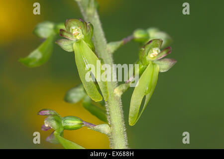 Listère Listera ovata (commune), la floraison, la réserve naturelle Malscheid, Rhénanie du Nord-Westphalie, Allemagne Banque D'Images