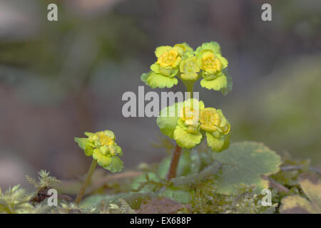 À FEUILLES DE RECHANGE Saxifrage Chrysosplenium alternifolium (or), inflorescences, Rhénanie-Palatinat, Allemagne Banque D'Images