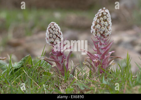 Pétasite commun (Petasites hybridus), la floraison, la Rhénanie du Nord-Westphalie, Allemagne Banque D'Images