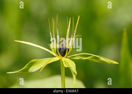 Herb Paris (Paris quadrifolia), fleur, Mackenberg réserve naturelle, Rhénanie du Nord-Westphalie, Allemagne Banque D'Images