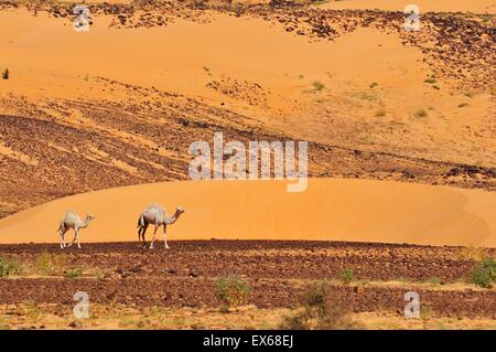 Des dromadaires dans le désert de l'Adrar, région, la Mauritanie Banque D'Images