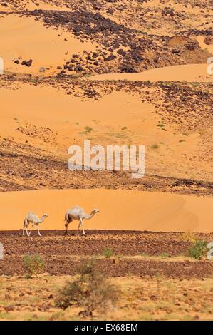 Des dromadaires dans le désert de l'Adrar, région, la Mauritanie Banque D'Images