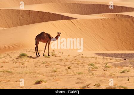 Le dromadaire en face des dunes de sable, région d'Adrar, Mauritanie Banque D'Images