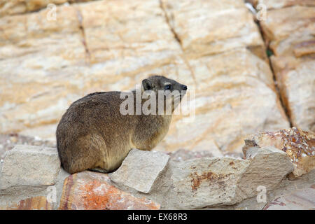 (Procavia capensis Rock Hyrax) également connu sous le nom de rock dassie détente sur les roches dans Mossel Bay, Afrique du Sud Banque D'Images