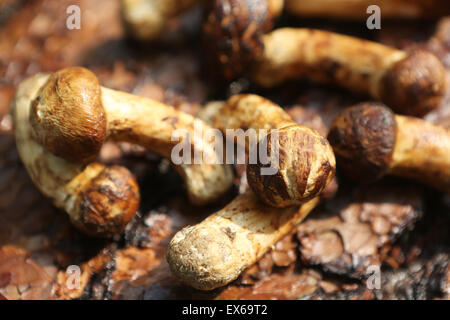 Close-up de matsutakes Banque D'Images