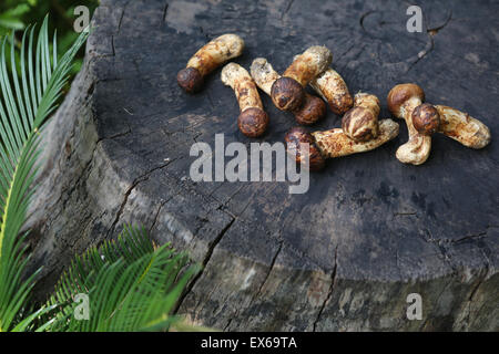 Close-up de matsutakes Banque D'Images