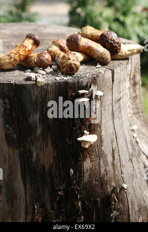 Close-up de matsutakes Banque D'Images