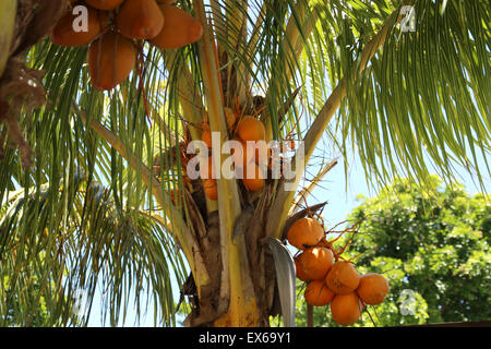 Coco on tree Banque D'Images