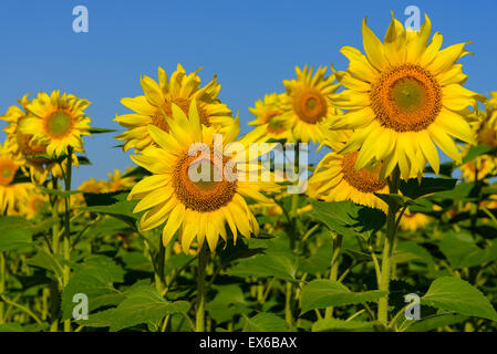 Le tournesol a photographié contre le ciel bleu Banque D'Images