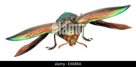 Euchlora gigantea, Giant Jewel Beetle Banque D'Images