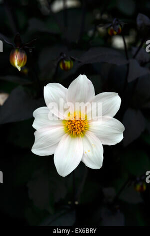 Twynings broaddaylight après huit l'un seul été libre de selective focus vivaces fleurs pétales blanc dahlias Fleurs RM Banque D'Images