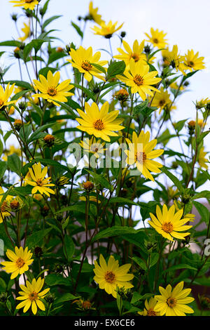 Helianthus lemon queen automne fleur fleurs jaune tournesol vivace herbacée floraison hauteur Banque D'Images