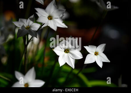 Ipheion uniflorum Alberto Castillo white fleurs printemps printemps star la trientale boréale bloom blooming white Floral RM Banque D'Images