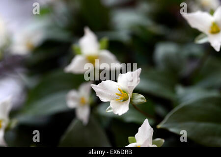 Réseau Trillium nivale ombre wakerobin ombragé ombré bois marbre fleurs spring snow white trillium nain Floral RM Banque D'Images