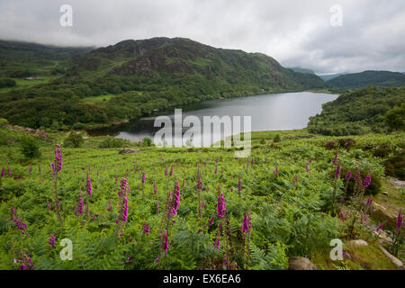 Llyn Dinas, Parc National de Snowdonia, le nord du Pays de Galles, Royaume-Uni Banque D'Images
