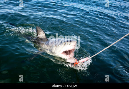 Grand requin blanc sur la rupture de la tête de thon appât dans Mossel Bay, Afrique du Sud Banque D'Images