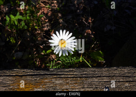 Leucanthemum vulgare ; Oxeye daisy daisy commun ; Banque D'Images