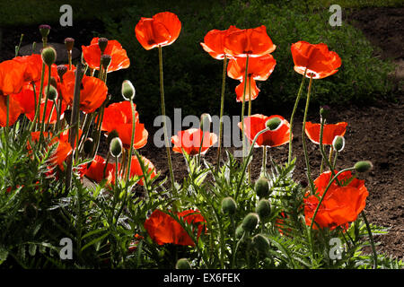 Coquelicot coquelicots dans l'arrière-plan, l'éclairage rouge noir, de l'espace pour la mise en page de texte, se sentir bien, mieux-être sombre, lisse, jardin, nuit, le Nocturn Banque D'Images