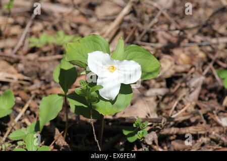 Jolie Trille blanc- grandiflorum croissant dans une forêt d'arbres remplis de SE de l'Ontario. Banque D'Images