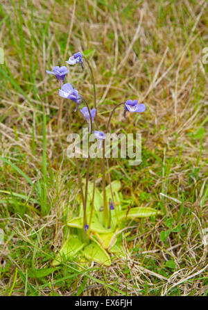 Grassette commune (Pinguicula vulgaris) compense pour un sol pauvre en le digérant les insectes qui s'est tenue sur les feuilles collantes. 9920 SCO. Banque D'Images