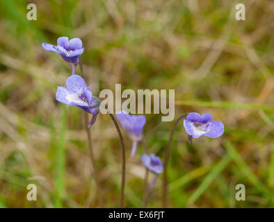 Grassette commune (Pinguicula vulgaris) compense pour un sol pauvre en le digérant les insectes qui s'est tenue sur les feuilles collantes. 9921 SCO. Banque D'Images