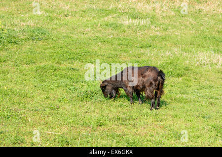 Chèvre noir (Capra hircus) manger plante dans un champ vert dans l'île de Jéju, en Corée. Banque D'Images