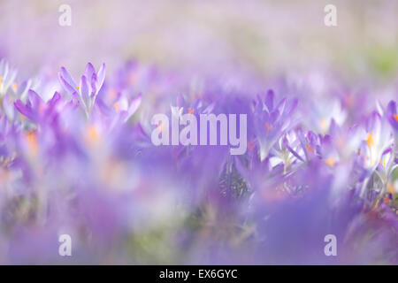 Purple crocus fleurs Trinity College de l'Université de Cambridge, Royaume-Uni Banque D'Images