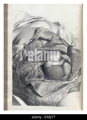 Illustrations de Govard Bidloo, du manuel de l'anatomie des menschelyken Lichaams Ontleding ''. Amsterdam (1690).Govard Bidloo est né à Amsterdam en 1649 et devient professeur d'anatomie à La Haye de 1688 à 1707 Banque D'Images