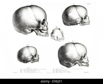 Illustration de 'Traitè de phrénologie humaine et comparée (Paris, 1832-1835), par Joseph Vimont 1795 - 1857. la phrénologie fut fondée au début du 19e siècle par Franz Josef Gall (1758-1828). Il estime que les différents types d'intelligence et de traits de personnalité h Banque D'Images