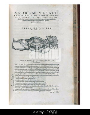 Illustration anatomique de 'De humani corporis fabrica Libri Septem" (Bâle : Johannes Oporinus, 1543) ; par Andreas Vesalius (1514-1564), Banque D'Images