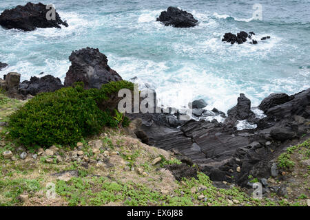 Les roches volcaniques près du cours No6 en Olle l'île de Jéju, en Corée. Banque D'Images