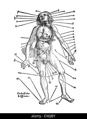 Illustrations anatomiques de 'Feldbuch Wundarzney der (Field Book de la chirurgie' 1517. Le livre a été écrit par Hans von Gersdorff, (1455 - 1529) Un chirurgien allemand. Banque D'Images