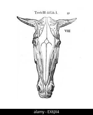 Equine Illustration anatomique de 'Anatomia del cavallo, infermità suoi rimedii, et'. Anatomie d'un cheval) ; (1618). par Carlo Ruini, (1530-1598) Banque D'Images