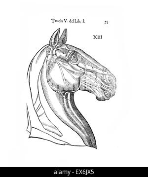 Equine Illustration anatomique de 'Anatomia del cavallo, infermità suoi rimedii, et'. Anatomie d'un cheval) ; (1618). par Carlo Ruini, (1530-1598) Banque D'Images