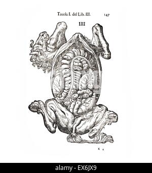 Equine Illustration anatomique de 'Anatomia del cavallo, infermità suoi rimedii, et'. Anatomie d'un cheval) ; (1618). par Carlo Ruini, (1530-1598) Banque D'Images