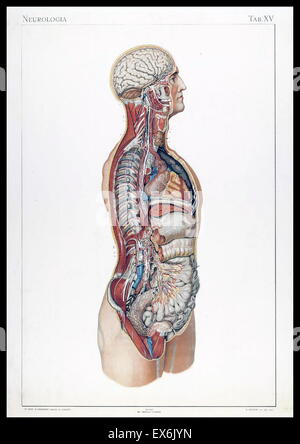 Illustrations anatomiques par Sigismond Balicki, 1858-1916 de 'pot normale du corps humain' par Sigismond Laskowski, 1894 Banque D'Images